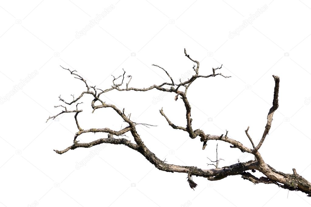 branch of dead tree