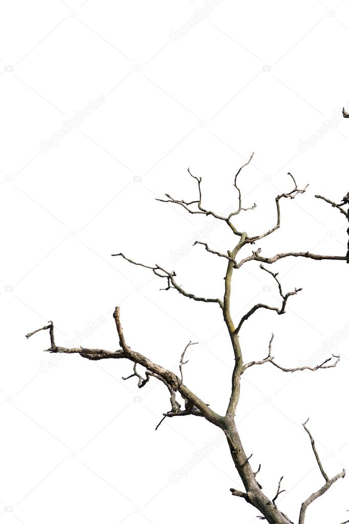 branch of dead tree