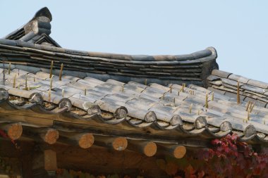 orostachys tür bitkiler döşenmiş bir çatı üzerinde