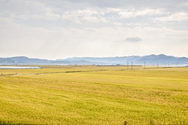 pirinç bitki çiftlik görünümünü