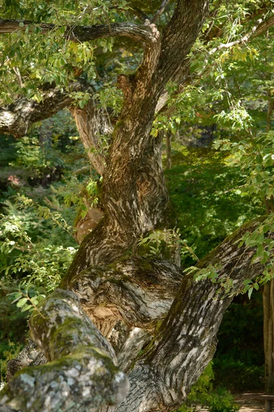 Ast einer alten Weide — Stockfoto