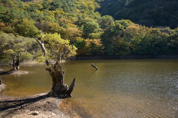 Árvore velha em uma costa em Jusanji — Fotografia de Stock