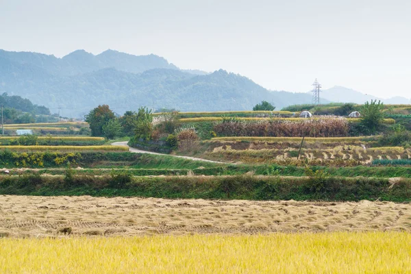 Terraced rice field in autumn — Stock Photo, Image