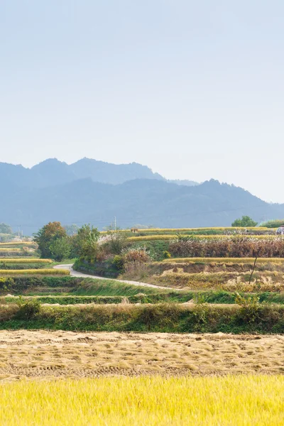 Terraced rice field in autumn — Stock Photo, Image