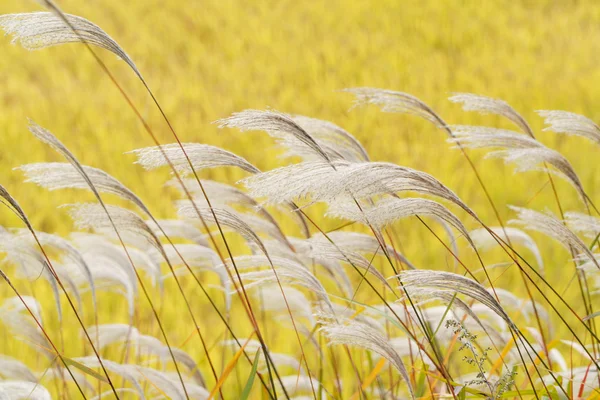 Hierba plateada con viento — Foto de Stock