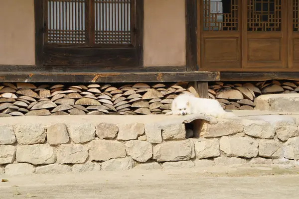 돌에 흰 개 — 스톡 사진