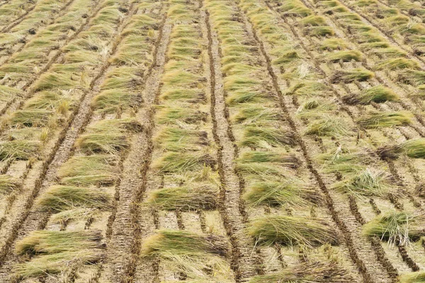 Rice plant straws in a field — Stock Photo, Image