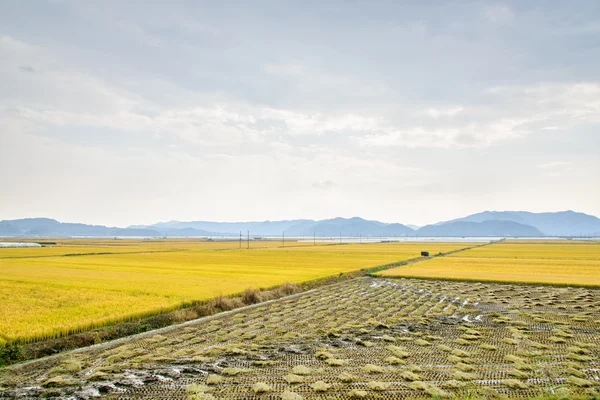 View of rice plant farm — Stock Photo, Image