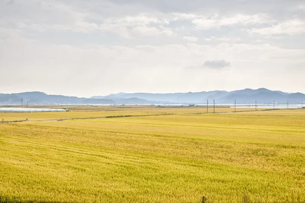 Vista de la granja de arroz —  Fotos de Stock