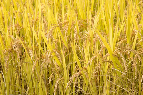 Full ripen rice in autumn — Stock Photo, Image