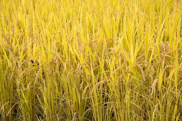 Full ripen rice in autumn — Stock Photo, Image