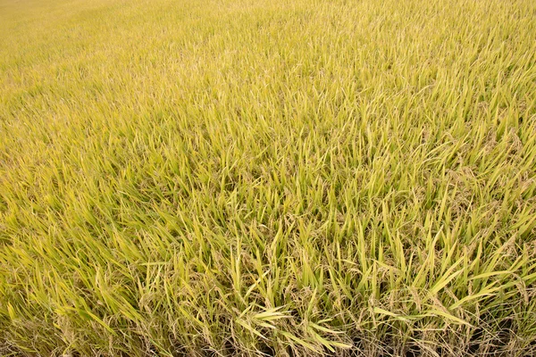 Full ripen golden rice paddy in autumn — Stock Photo, Image
