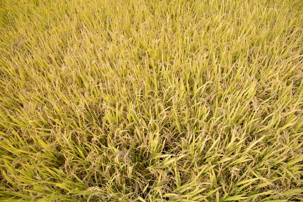 Full ripen golden rice paddy in autumn — Stock Photo, Image