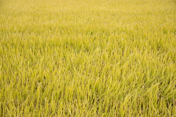 Full ripen golden rice paddy in autumn — Stock Photo, Image