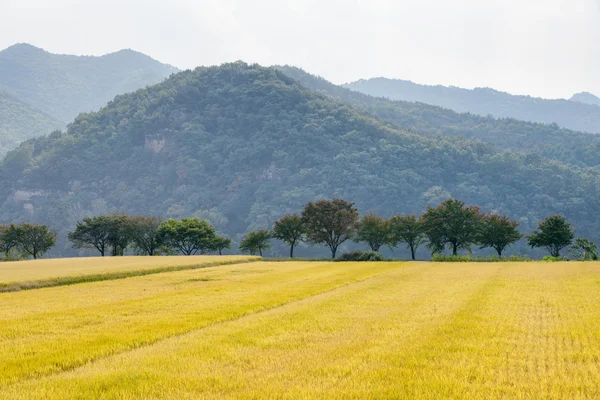 Blick auf Reispflanzenfarm — Stockfoto