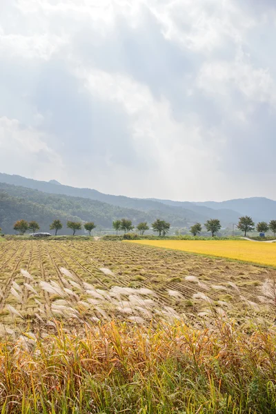 Vista de la granja de arroz —  Fotos de Stock