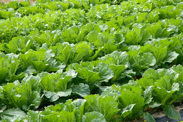 Chinese cabbage farm — Stock Photo, Image