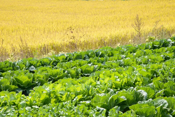 Rice and chinese cabbage field — Stock Photo, Image