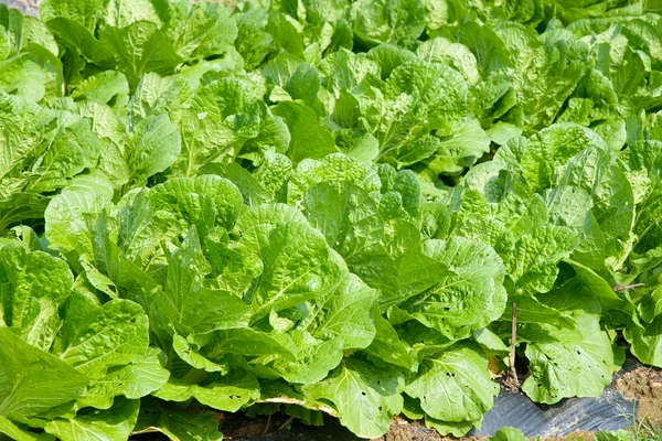 Chinese cabbage farm — Stock Photo, Image