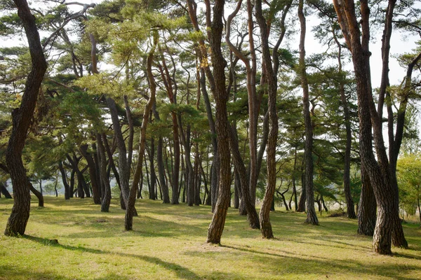 Forêt de pins avec lumière du soleil en automne — Photo