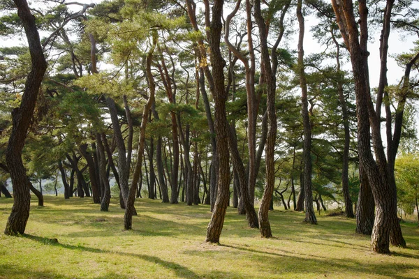 Bosque de pinos con luz solar en otoño — Foto de Stock