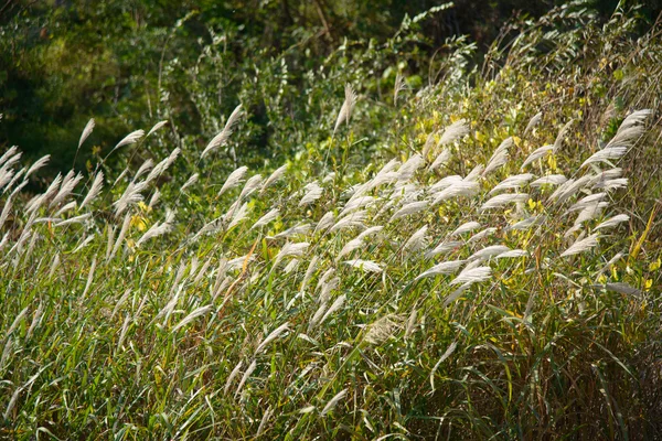 Zilveren gras met wind — Stockfoto