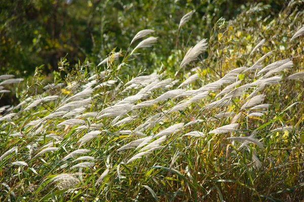 Zilveren gras met wind — Stockfoto