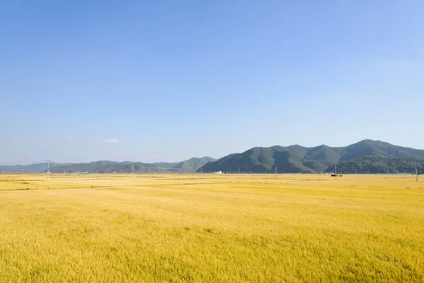 Weergave van de volledige gouden rijstveld rijpen in het najaar van — Stockfoto