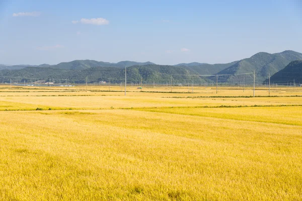 View of full ripen golden rice paddy in autumn — Stock Photo, Image