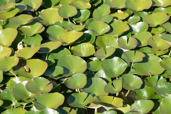 Lotus elhagyja a tóban — Stock Fotó