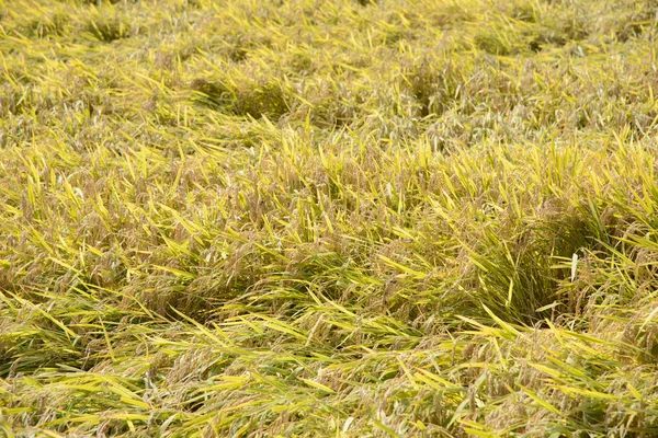 Full ripen golden rice paddy in autumn — Stock Photo, Image