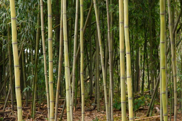 Closeup of bamboo — Stock Photo, Image