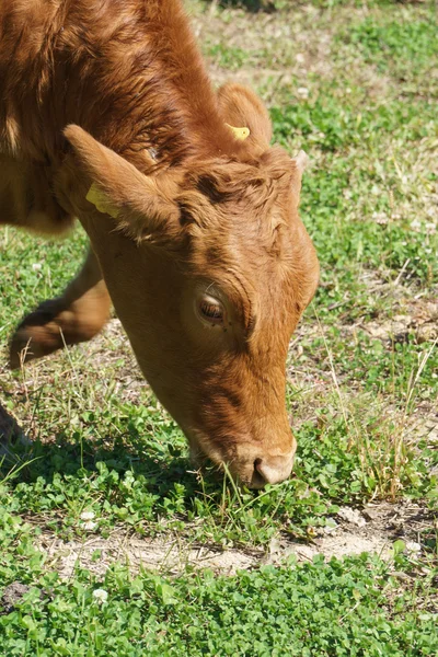 Bovins indigènes coréens dans un champ — Photo