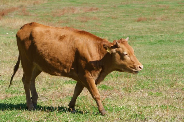 Koreański rodzimego bydła w polu — Zdjęcie stockowe