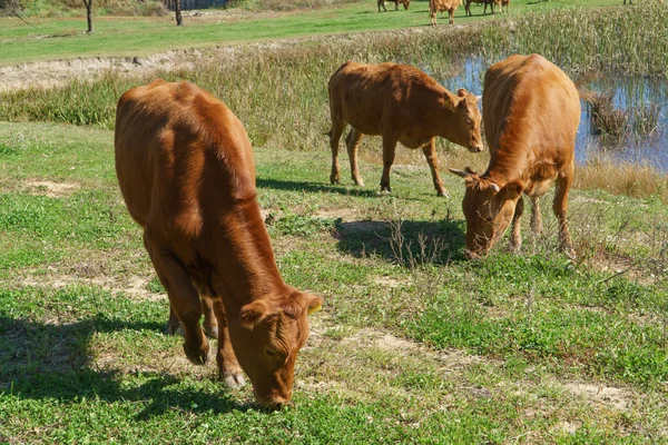 Bovins indigènes coréens dans un champ — Photo