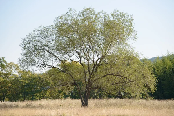 Enkele grote oude boom — Stockfoto