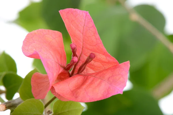 Closeup of red bougainvillea flowers — Stok Foto