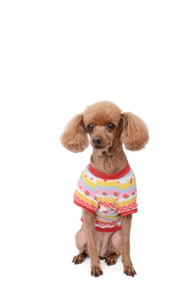 Dressed brown poodle — Stock Photo, Image