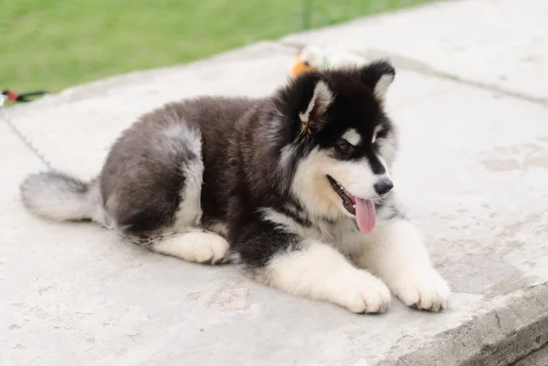 Cachorrinho malamute do alasca — Fotografia de Stock