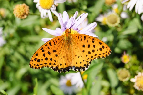 Orange color butterfly — Stock Photo, Image