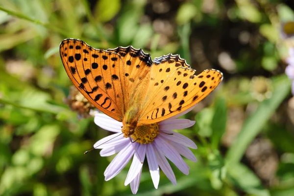 Orange color butterfly — Stock Photo, Image