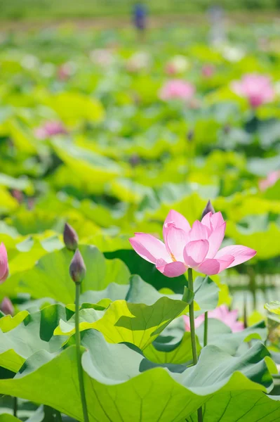 Pink Lotus in lake — Stock Photo, Image