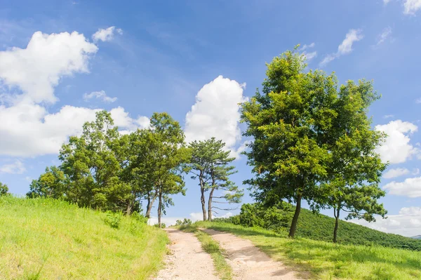 Зелений газон і дерево з блакитним небом — стокове фото