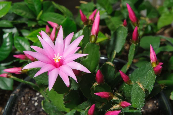Schlumbergera 핑크 꽃의 근접 촬영 — 스톡 사진