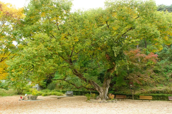 Árbol de sauce viejo —  Fotos de Stock