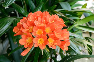 clivia miniata in full bloom clipart