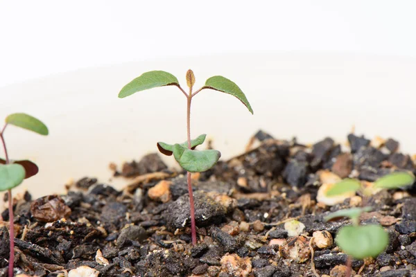 Sprossen von Zitroneneukalyptus — Stockfoto