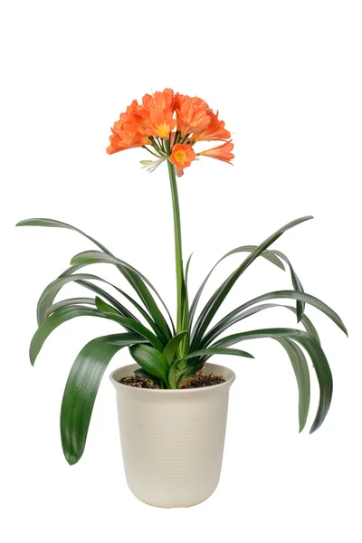 Clivia miniata in full bloom — Stock Photo, Image