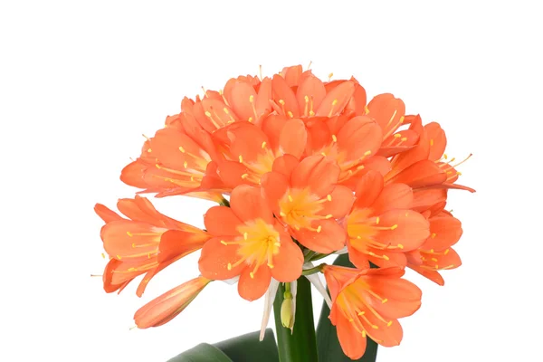 Clivia miniata w pełnym rozkwicie — Zdjęcie stockowe