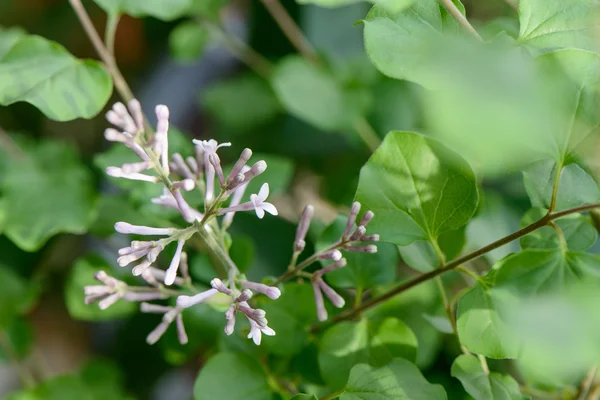 Closeup of lilac flower and bud — Stock Photo, Image